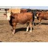 Image 2 : Lakeview Cattle Co.  - 825# Sept/Oct Delivery Heifers - 144 Head (Rhein, SK)