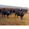 Image 7 : L & J Ranch - 830# March Delivery Heifers - 75 Head (Harptree, SK)