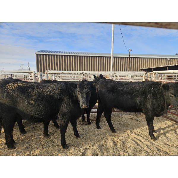 Lazy J Cattle Co. - 6 Black Heifers (Pen 305 - 307) 934# avg