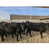 Image 1 : Lazy J Cattle Co. - 6 Black Heifers (Pen 305 - 307) 934# avg