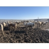 Image 3 : 6U Cattle Company - 880# April Delivery Heifers - 145 Head (Manning, AB) VBP+