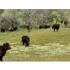 Image 9 : Starland Colony - 680# October Delivery Steer Calves - 60 Head (Drumheller, AB)