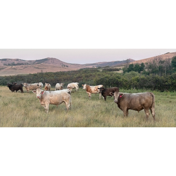 Wyatt & Meg Isaacson - 950# Sept/Oct Delivery Grass Steers - 61 Head (Killdeer, SK)