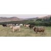 Image 1 : Wyatt & Meg Isaacson - 950# Sept/Oct Delivery Grass Steers - 61 Head (Killdeer, SK)