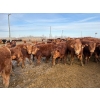 Image 2 : Quarter Circle X Ranch - 850#  February Delivery Steers - 75 Head (Madden, AB)