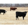 Image 2 : James Perras - 500# November Steer Calves - 75 Head (Windthorst, SK)