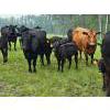 Image 8 : Vandenhoven Farms - 650# November Delivery Steer Calves - 95 Head (Rimbey, AB) VBP+