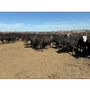 Image 9 : Chipping Hill Cattle Co. - 1000# June Delivery Steers - 60 Head (MacGregor, MB)