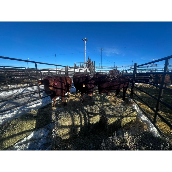 Crooked Creek Ranch - 4 Cows (Pen 437)