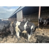 Image 5 : Wavy Lake Farming Co. - 635# Holstein Steers - 15 Head (Heisler, AB)