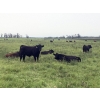 Image 4 : Broken Link Ranches - 1100# September Delivery  Grass Steers - 216 Head (Ponoka, AB)