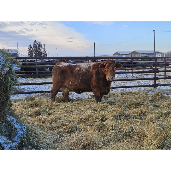 Prairie Haze Farms (Jake & Henriet Rozendaal) - 2 Red Cows (Pen 439)