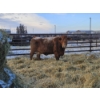 Image 1 : Prairie Haze Farms (Jake & Henriet Rozendaal) - 2 Red Cows (Pen 439)