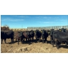 Image 6 : Cross Bar Ranch - 1050# May Delivery Steers - 205 Head (Consort, AB)