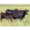 Image 10 : Pleasant Vista Farms - 675# October Delivery Steer Calves - 90 Head (Peebles, SK)
