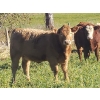 Image 2 : Squaw Valley Ranch - 715# October Heifer Calves - 85 Head (Lumby, BC)