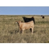 Image 7 : Ron Schmidt - 690# November Delivery Heifer Calves - 85 Head (Rainier, AB)