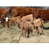 Image 2 : Sand Creek Enterprises - 630# October Delivery Steer Calves - 46 Head (Duchess, AB)