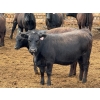 Image 11 : PSV Farms Ltd. - 880# May Delivery Heifers - 32 Head (Enchant, AB)