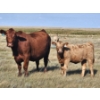 Image 3 : Ron Schmidt - 690# November Delivery Heifer Calves - 85 Head (Rainier, AB)