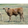Image 8 : Wolfer Ranching/Wolfer Cattle Co. - 600# October Delivery Steer Calves - 60 Head (Tilley, AB)