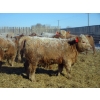 Image 10 : Williamson Farms - 879# February Delivery Heifers - 286 Head (Lomond, AB)