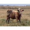 Image 5 : Cole Herold - 570# October Delivery Heifer Calves - 65 Head (Montmarte, SK)