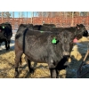 Image 2 : Fox Cattle Co. - 13 Black Heifers (Pen 402)