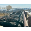 Image 8 : West Ridge Farms - 930# April Delivery Steers - 67 Head (Crossfield, AB)