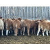 Image 5 : Brandt Boys Beef & Grain - 660# Oct/Nov Steer Calves - 55 Head (Tolstoi, MB)