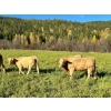 Image 6 : Squaw Valley Ranch - 730# October Delivery Heifer Calves - 80 Head (Lumby, BC)
