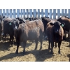 Image 3 : GDS Enterprises Ltd. - 23 Black Angus Replacement Heifers (Burstall, SK)