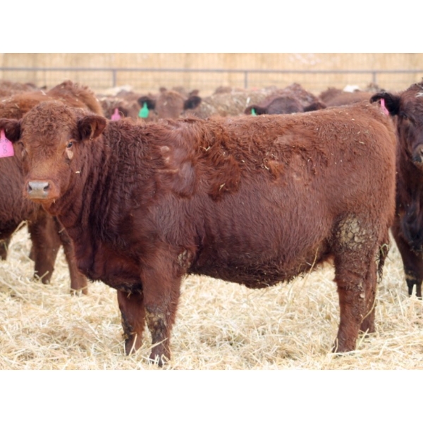 A&A Farms - 25 Red Replacement Heifers (Coaldale, AB)