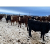 Image 6 : Wayne Megli - 750# February Delivery Steers - 80 Head (Carrot River, SK)