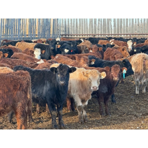 Nathan Allers - 800# March Delivery Heifers - 230 Head (Daysland, AB)