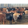 Image 1 : Nathan Allers - 800# March Delivery Heifers - 230 Head (Daysland, AB)