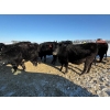 Image 15 : Gerald Retzlaff - 25 Black Angus/Black Angus X Bred Heifers (Fairlight, SK)