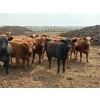 Image 2 : Roseburn Ranches - 980# October Delivery Heifers - 175 Head (High River, AB)