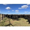 Image 4 : Pakowki Ranching Co. Ltd.  - 10 Black Heifers (Pen 301 - 303)
