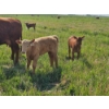 Image 9 : J&E Farms Ltd. - 620# November Delivery Heifer Calves - 80 Head (Tilley, AB)