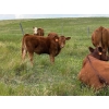 Image 2 : Panko/Patoine - 645# September Delivery Steer Calves - 50 Head (Old Wives, SK) VBP+