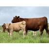 Image 2 : Border View Ranch - 620# October Delivery Steer Calves - 86 Head (Coronach, SK)