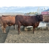 Image 6 : Cunningham Cattle Co. - 1425# July Delivery Heiferettes - 35 Head (Sundre, AB)