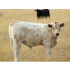 Image 6 : GW Murray Ranches - 515# October Delivery Steer Calves - 115 Head (Tompkins, SK)