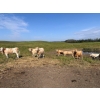 Image 4 : Rick Murphy - 1000# October Delivery Grass Heifers - 140 Head (Lloydminster, AB)