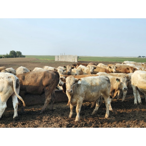 LZ Farms Inc. - 910# August Delivery Steers - 55 Head (Kyle, SK)