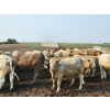 Image 1 : LZ Farms Inc. - 910# August Delivery Steers - 55 Head (Kyle, SK)
