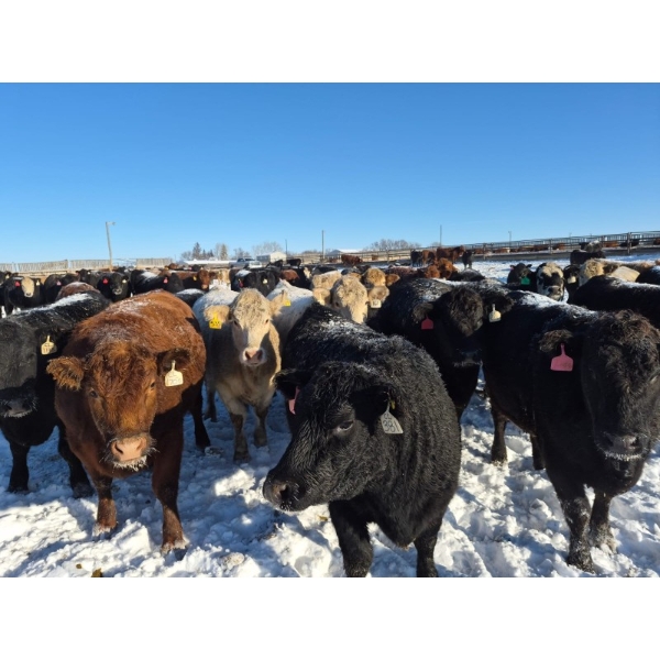 Cloverleaf Cattle Co. - 1250# December Delivery Open Heifers - 350 Head (Elgin, MB)