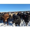 Image 1 : Cloverleaf Cattle Co. - 1250# December Delivery Open Heifers - 350 Head (Elgin, MB)