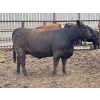 Image 7 : Hegedys Ranching - 1025# June Delivery Heifers - 205 Head (Acme, AB)